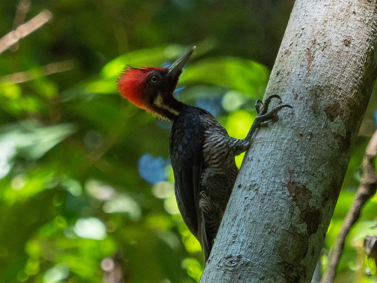 Pale-billed Woodpecker - ML417657011
