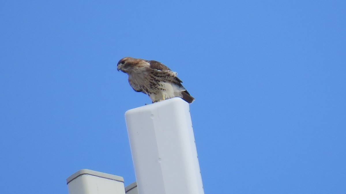 Red-tailed Hawk - ML417657271