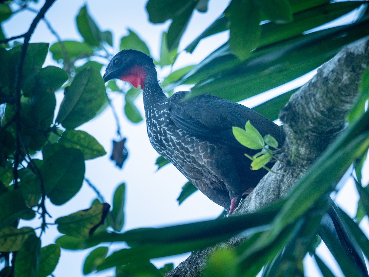 Crested Guan - ML417658321