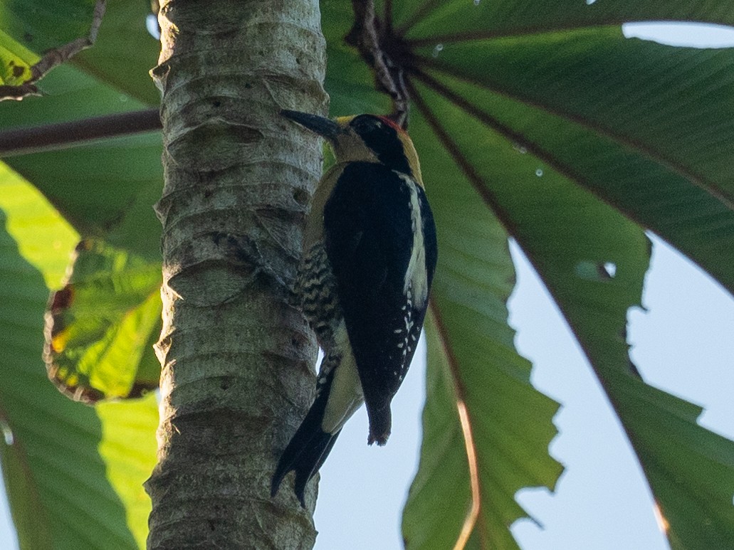 Golden-naped Woodpecker - Kevin McAuliffe