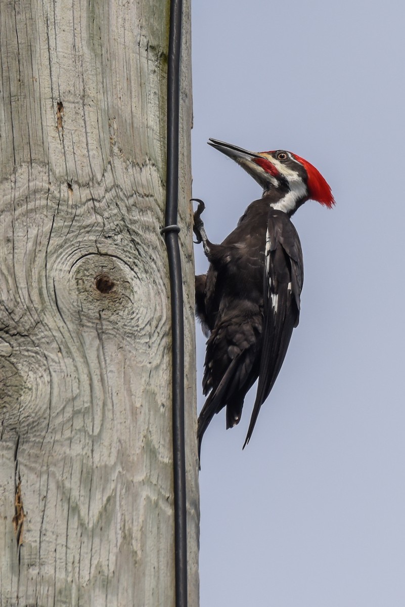 Pileated Woodpecker - ML417660171