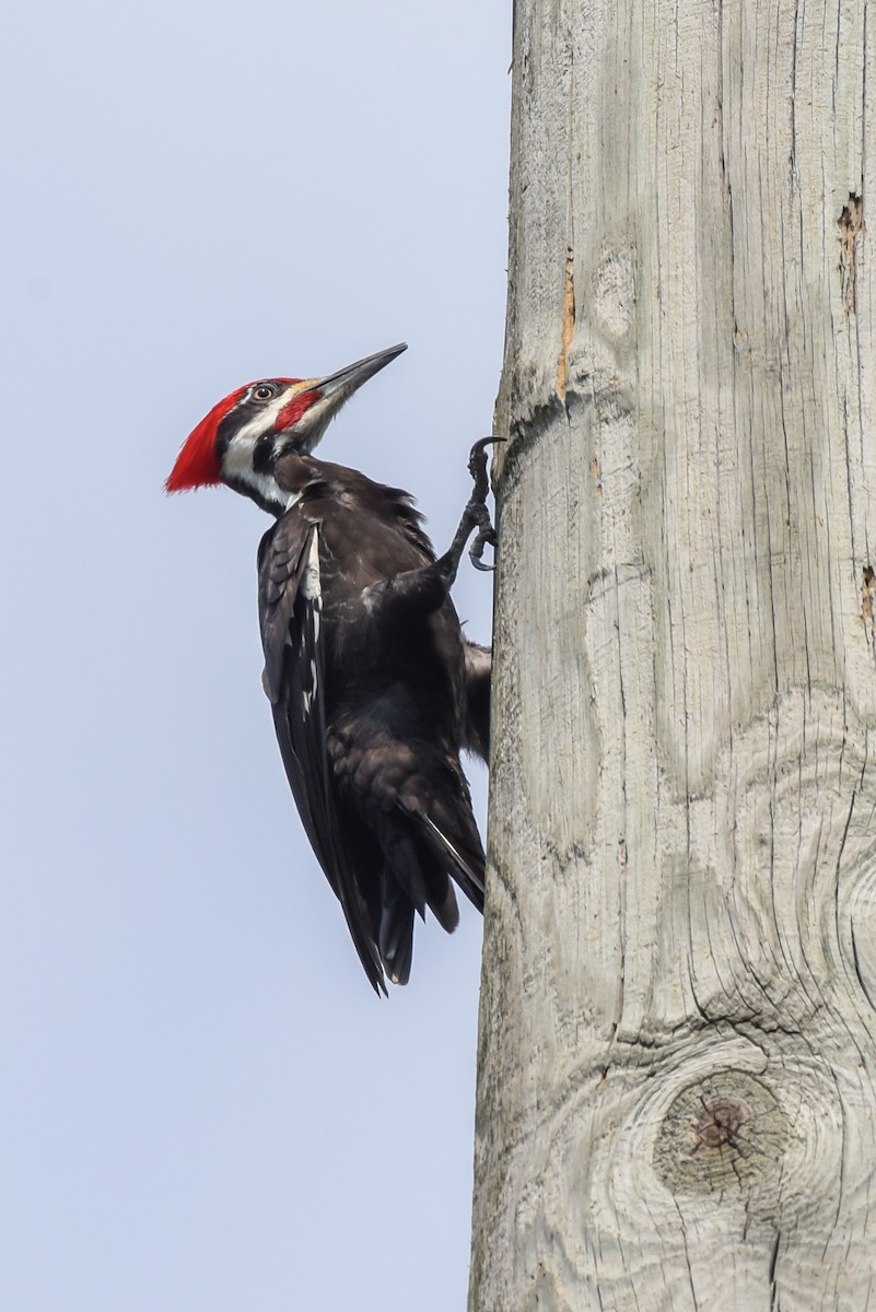 Pileated Woodpecker - ML417660331