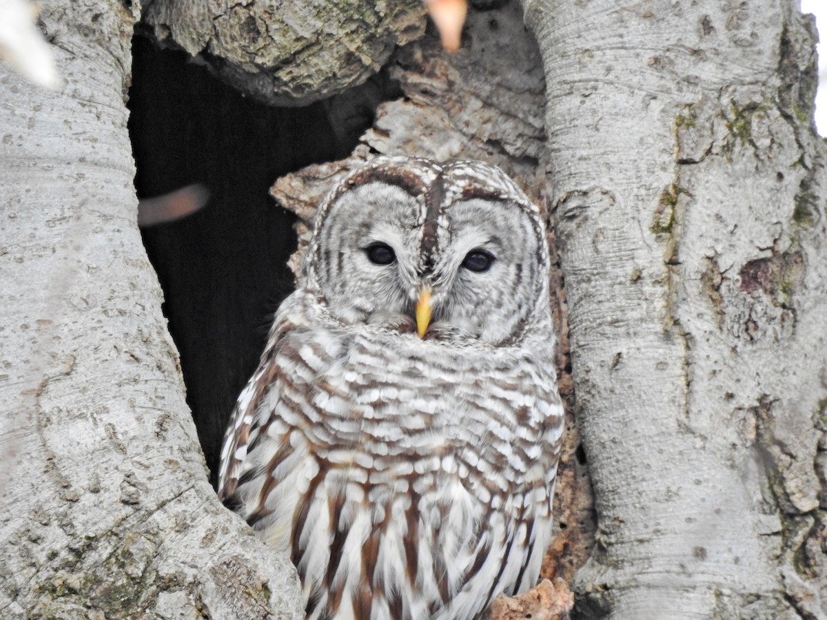 Barred Owl - ML417667501