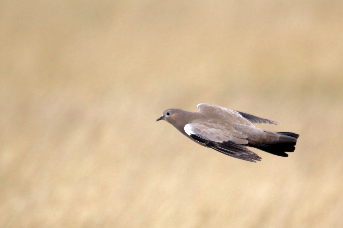 Black-winged Ground Dove - Gustino Lanese