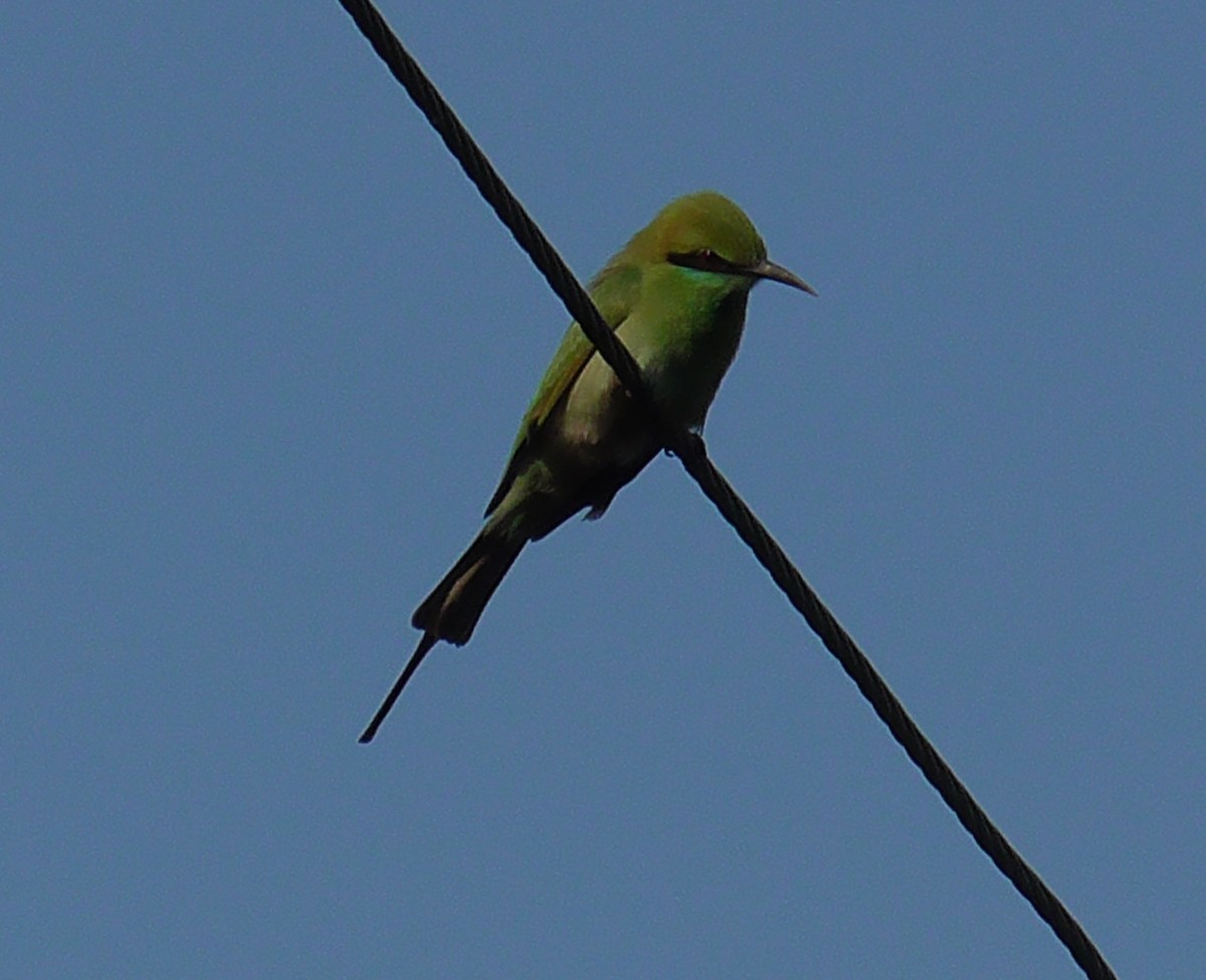 Asian Green Bee-eater - ML417673111