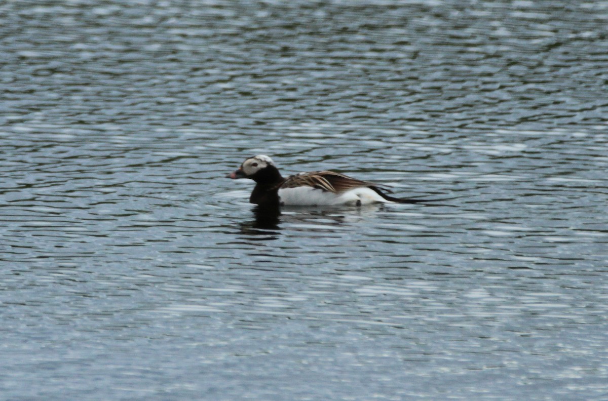 Long-tailed Duck - ML417674851