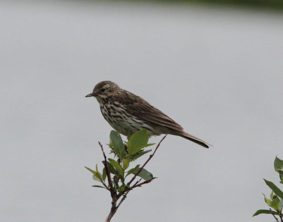 Meadow Pipit - ML417674961