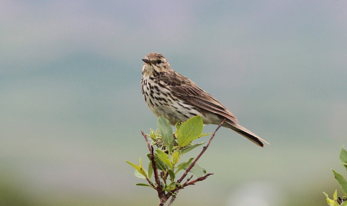Meadow Pipit - ML417675001