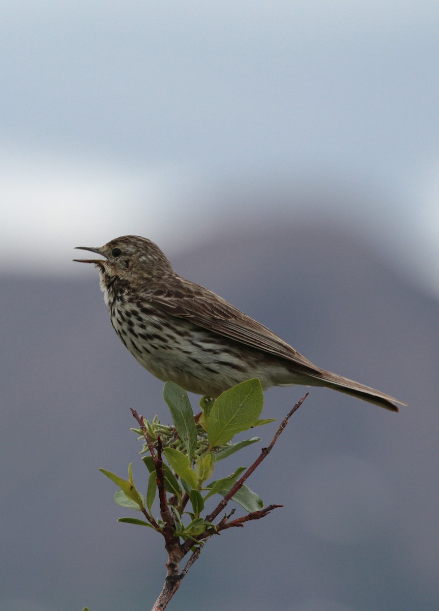 Meadow Pipit - ML417675061