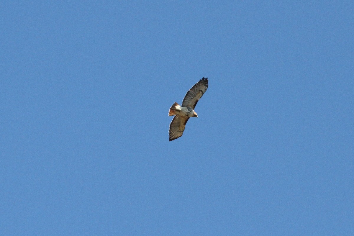 Red-tailed Hawk - ML417684771