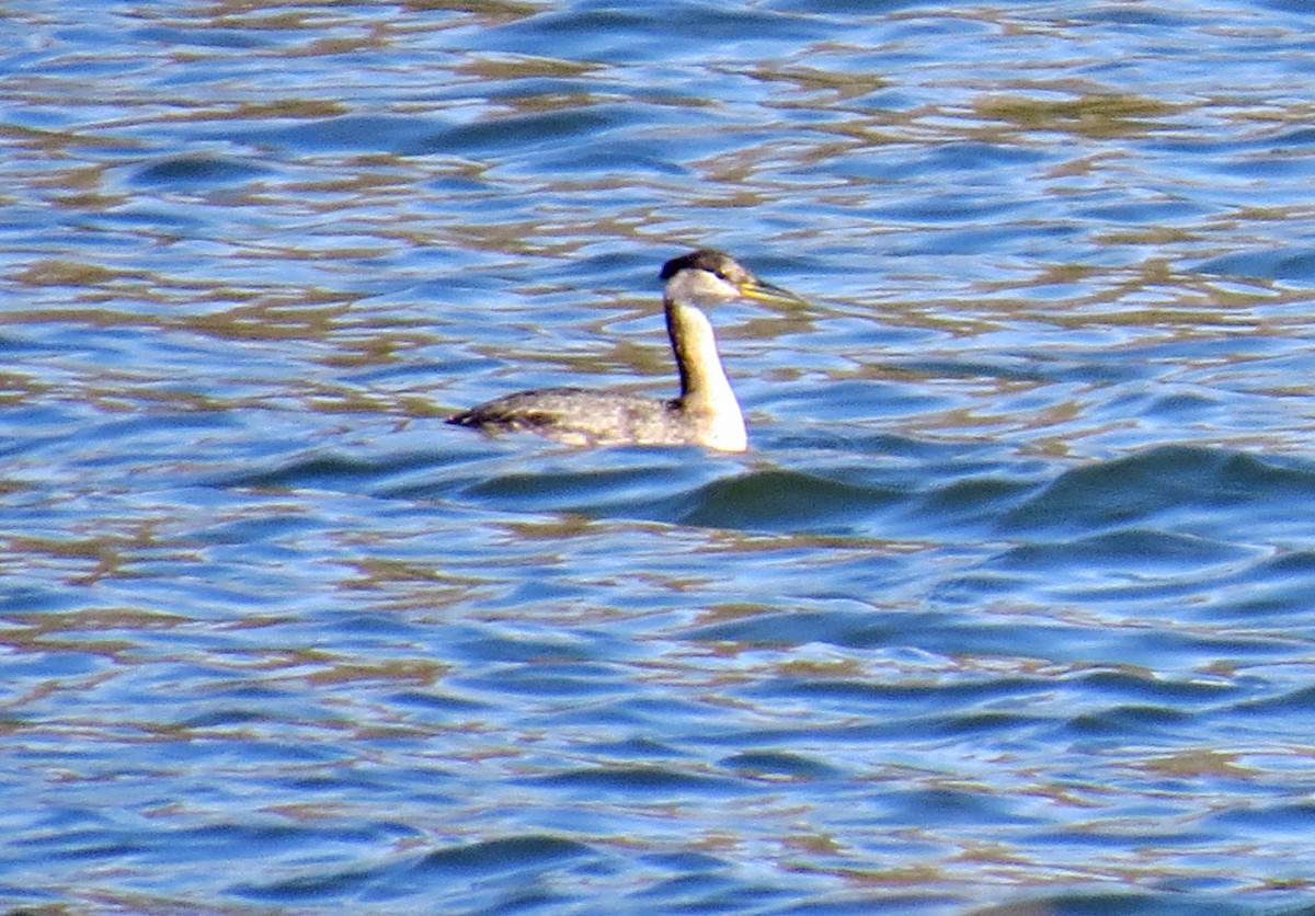 Red-necked Grebe - ML417690601