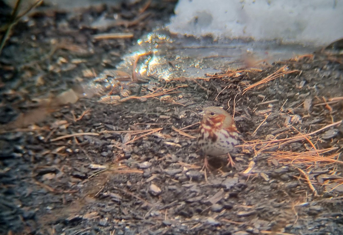 Fox Sparrow (Red) - ML417698161