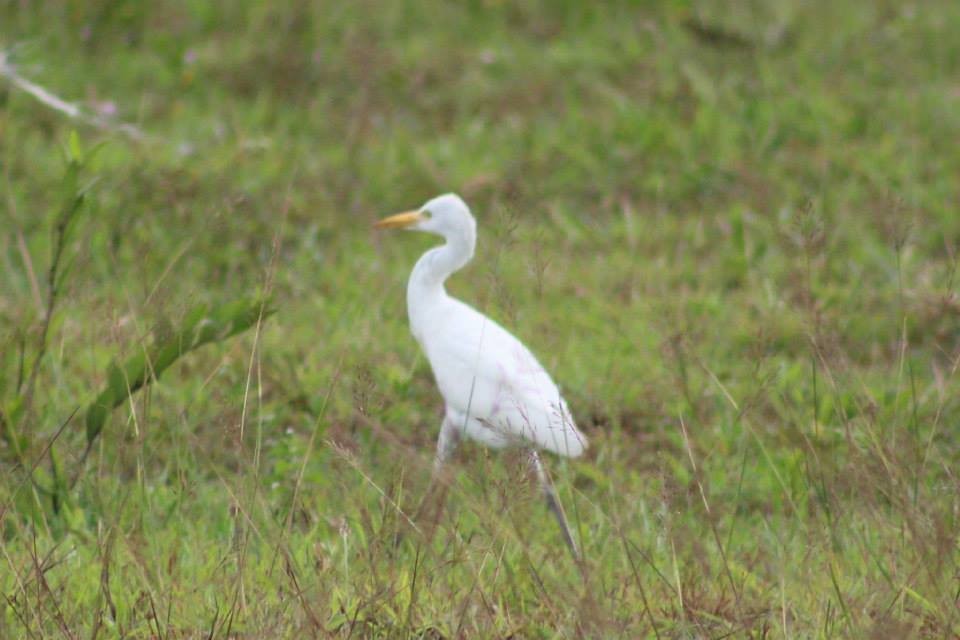 Western Cattle Egret - Nathan O'Reilly