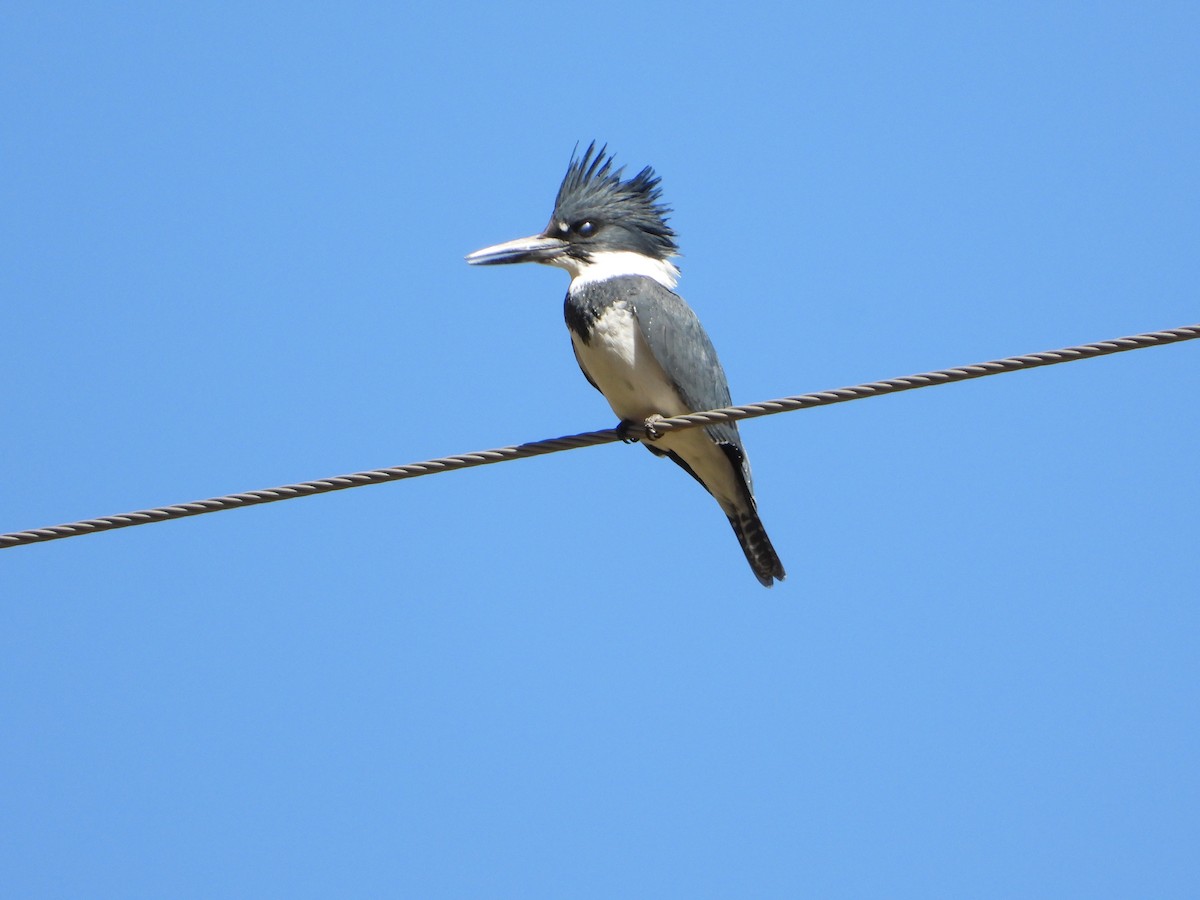 Belted Kingfisher - ML417699511