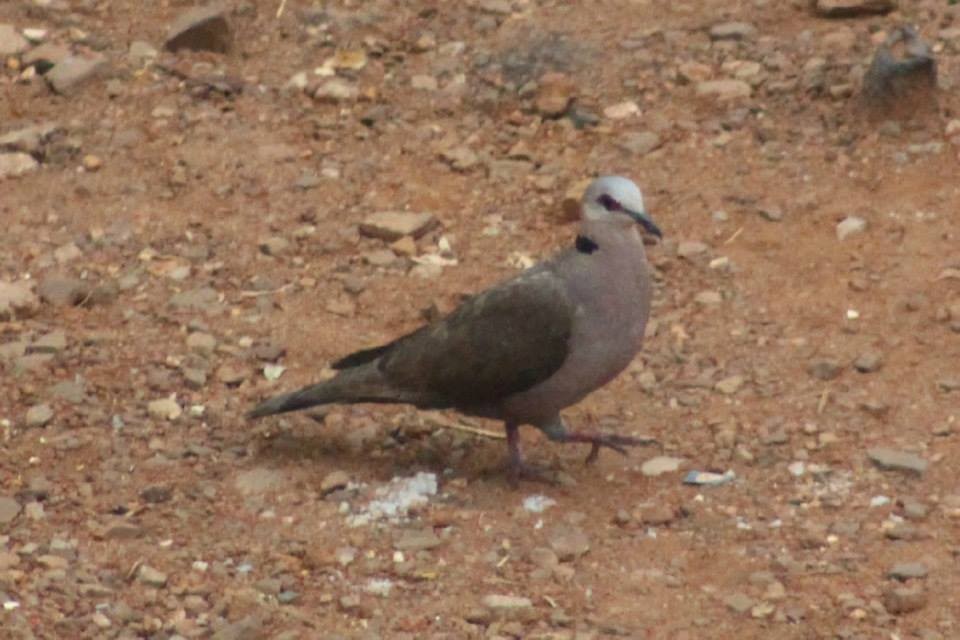 Red-eyed Dove - ML41769991