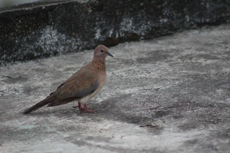 Laughing Dove - ML41770031