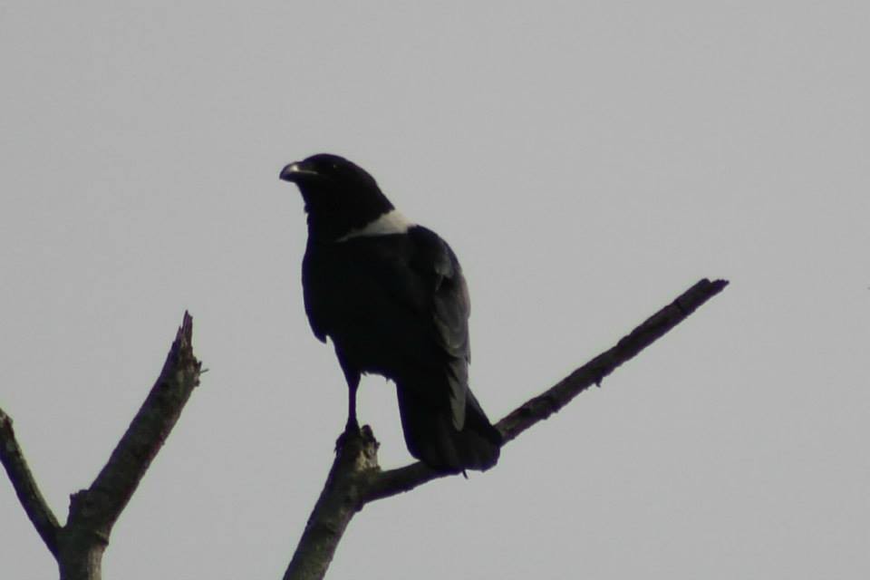 Pied Crow - ML41770171