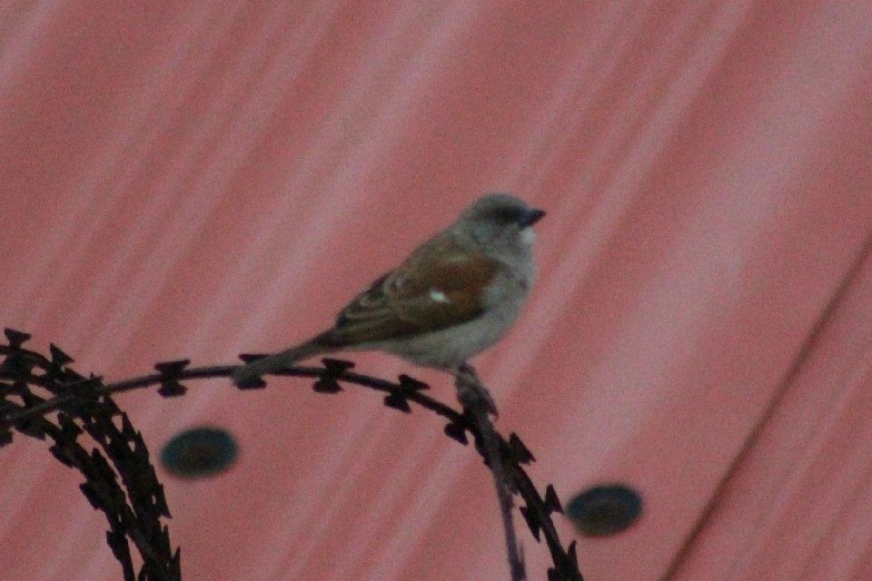 Northern Gray-headed Sparrow - ML41770281