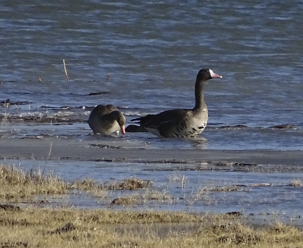 Greater White-fronted Goose (Tule) - ML41770541