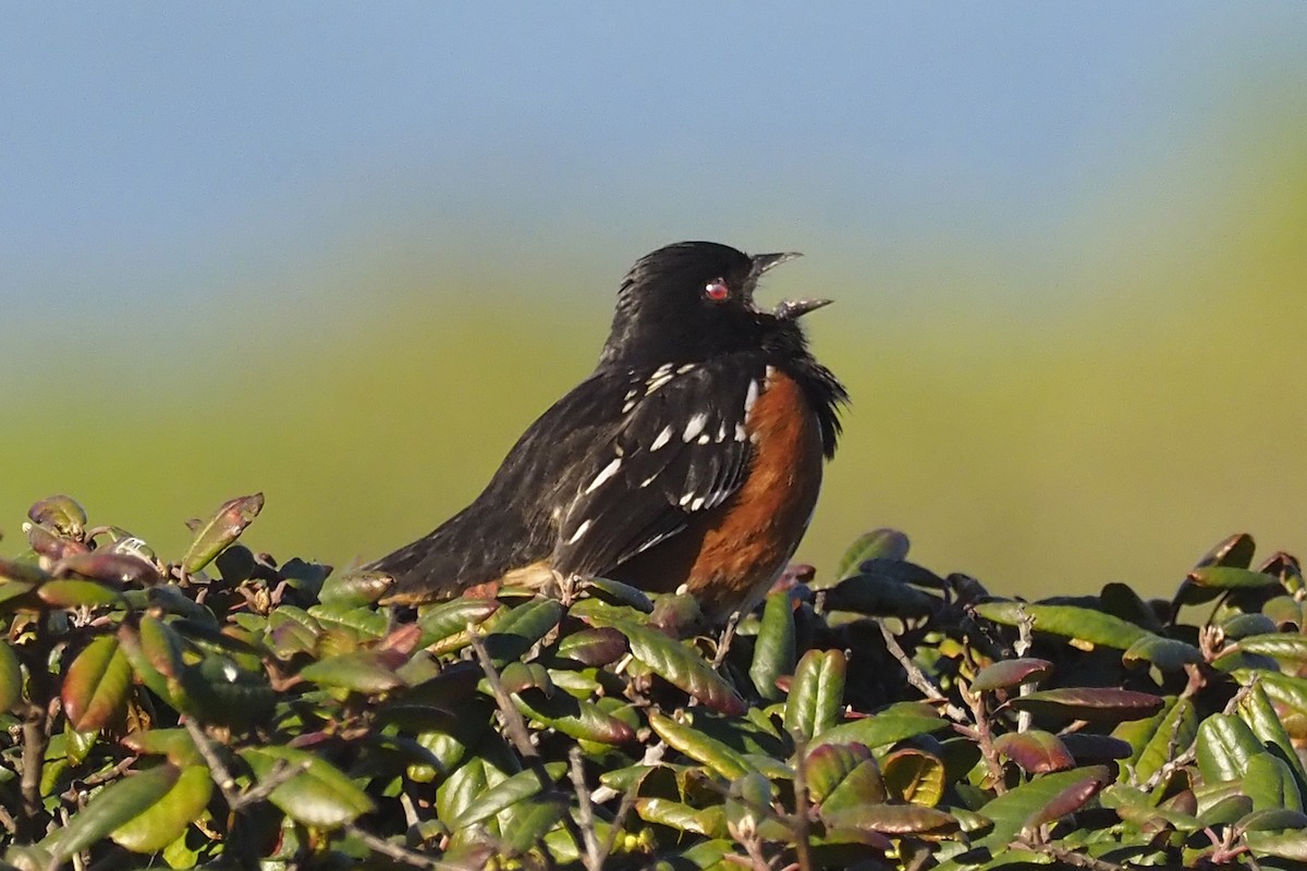 Spotted Towhee - ML417711621