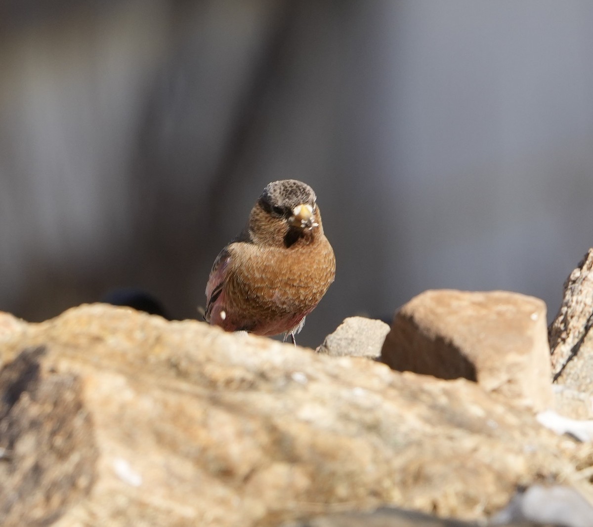 Brown-capped Rosy-Finch - John Wright