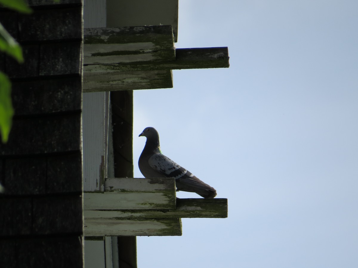 Rock Pigeon (Feral Pigeon) - Kellie Sagen 🦉