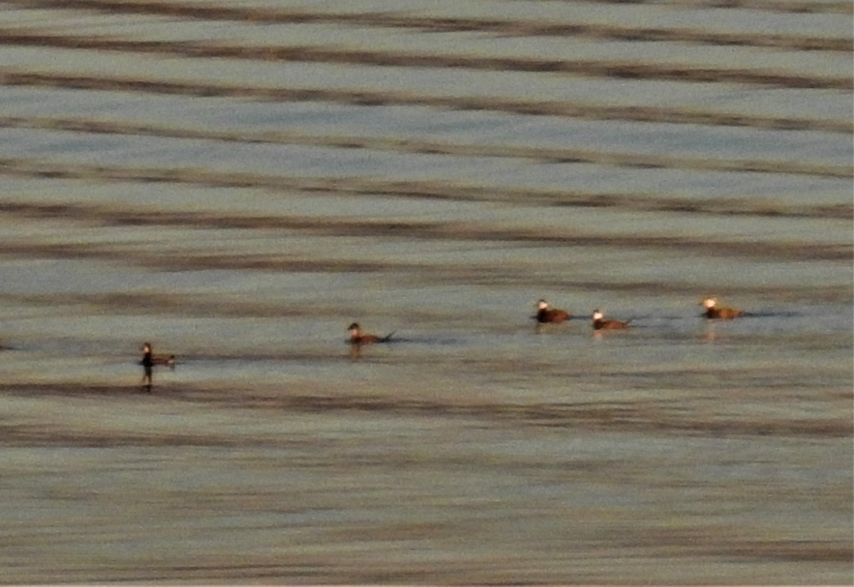 White-headed Duck - Güneş Deniz Yıldırım