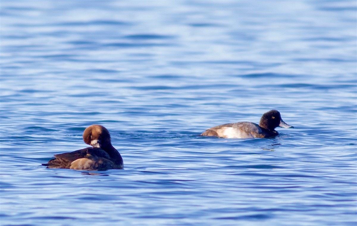 Greater Scaup - ML41772511