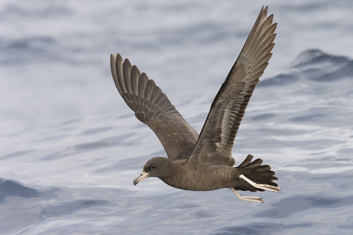 Flesh-footed Shearwater - ML417730141