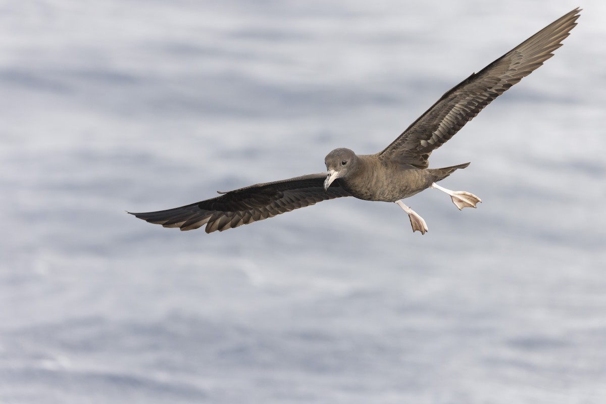 Flesh-footed Shearwater - ML417731231