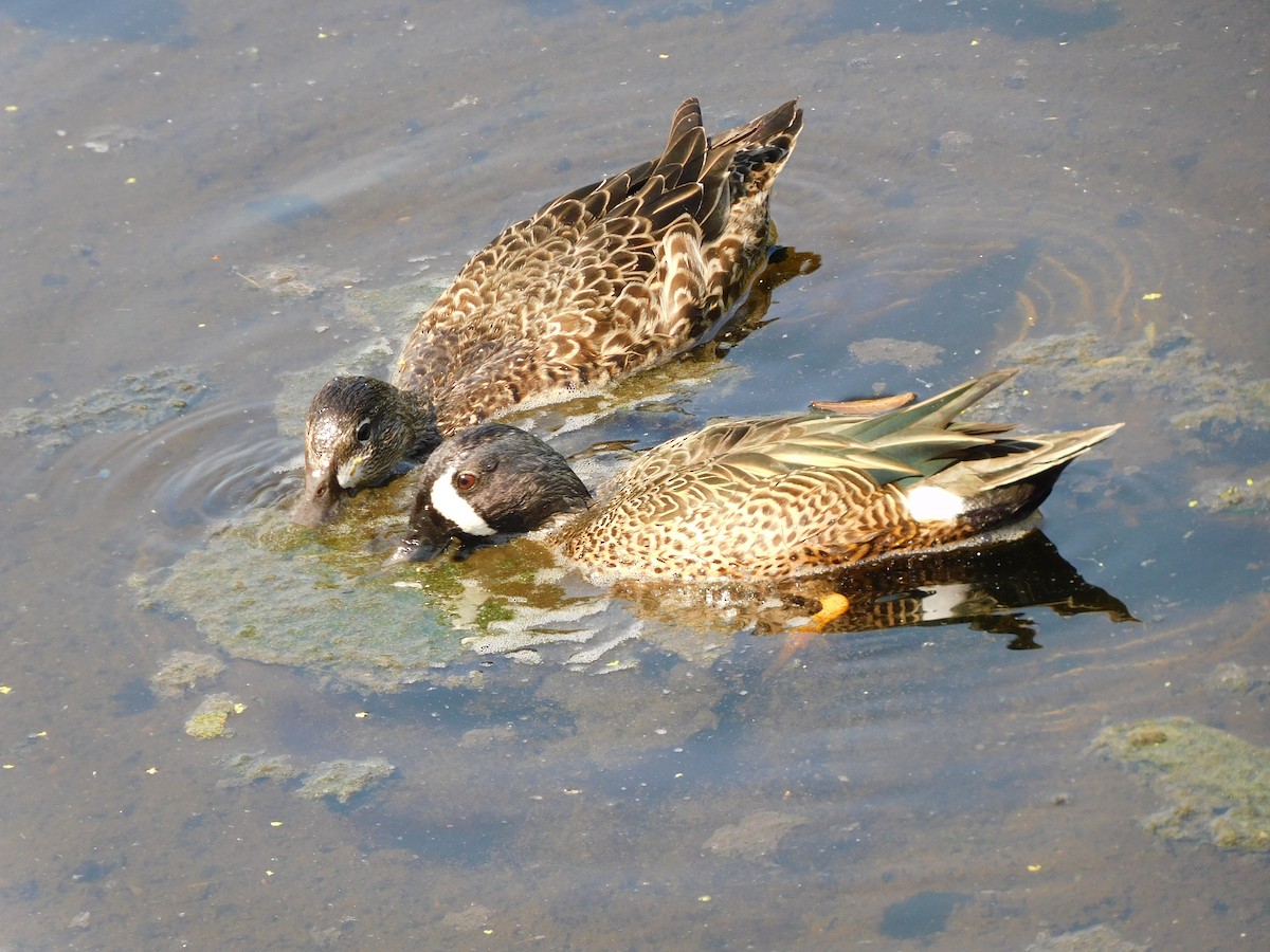 Ebird Checklist - 19 Feb 2022 - Green Cay Wetlands & Nature Center - 18 