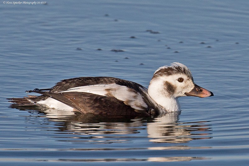 Long-tailed Duck - Hans Spiecker