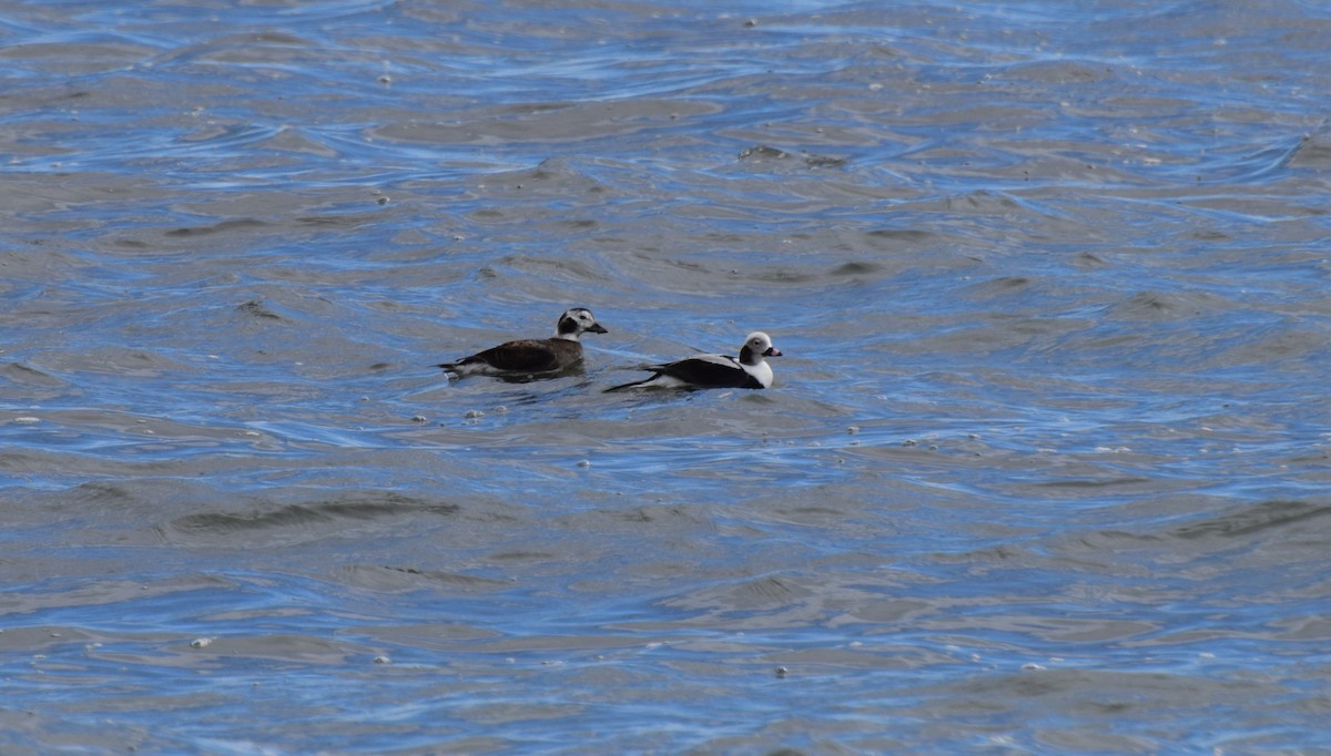 Long-tailed Duck - ML417735521