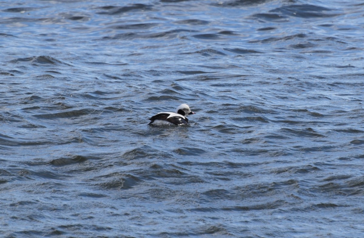 Long-tailed Duck - ML417735531