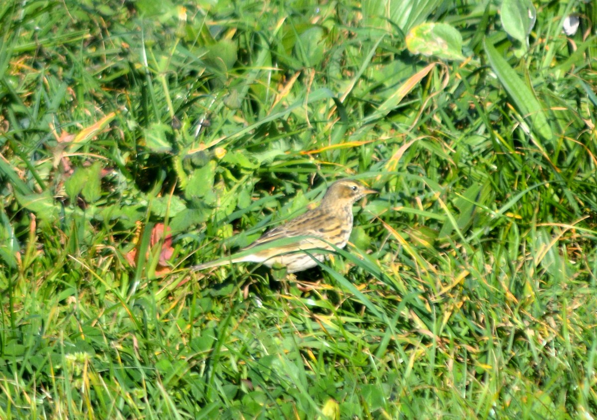 Meadow Pipit - ML417735641