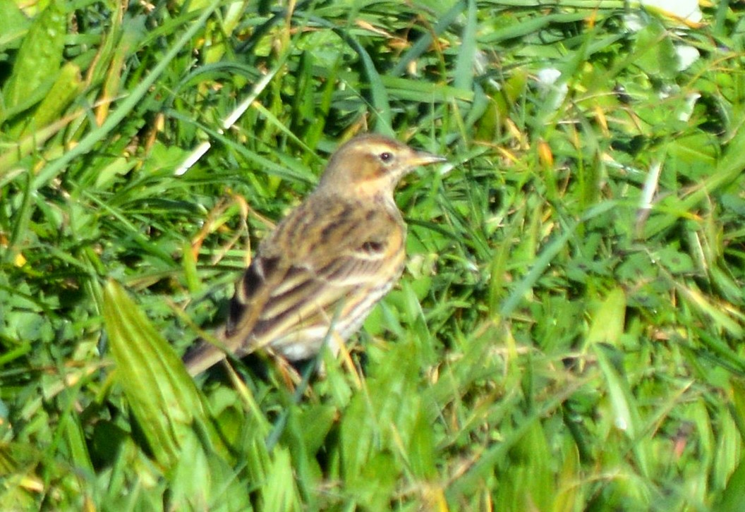 Meadow Pipit - ML417735901