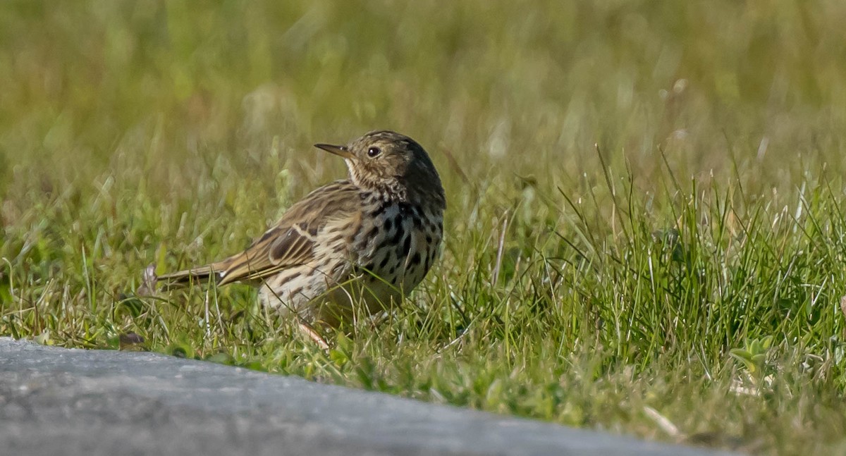 Meadow Pipit - ML417738621
