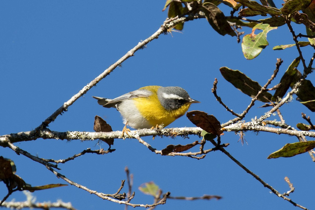 Crescent-chested Warbler - ML417739221