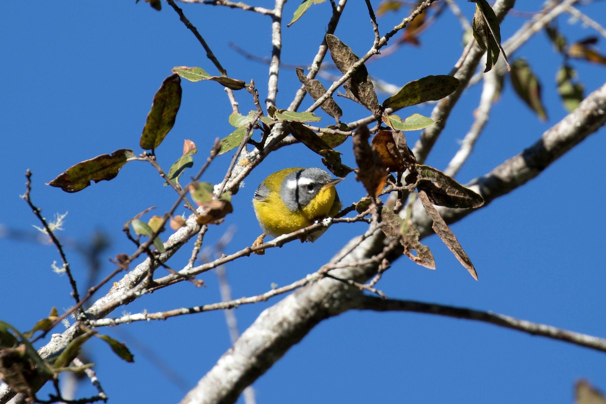 Crescent-chested Warbler - ML417739241