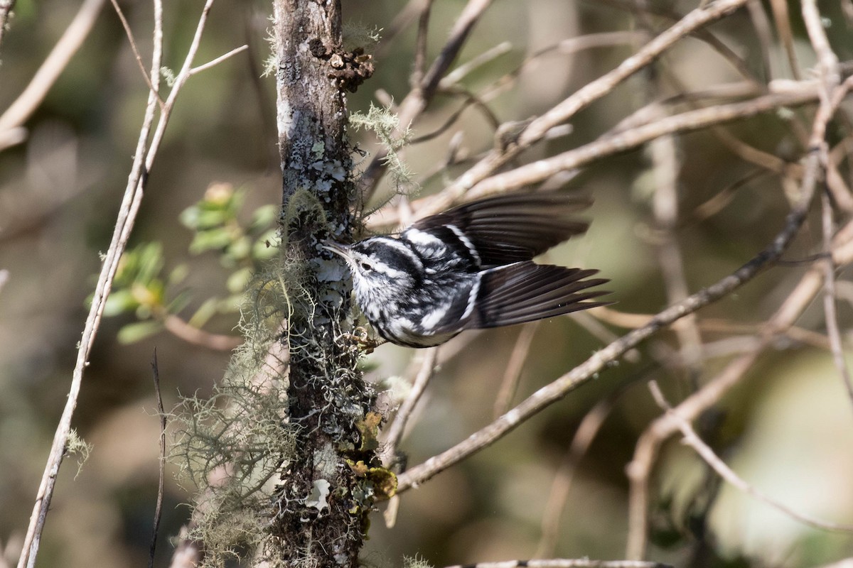 Black-and-white Warbler - ML417739971