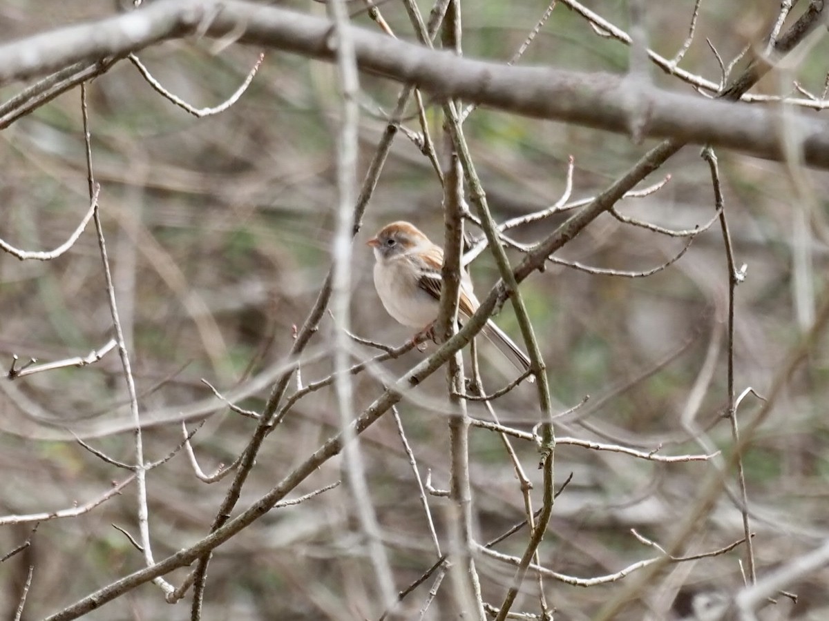 Field Sparrow - ML417748401