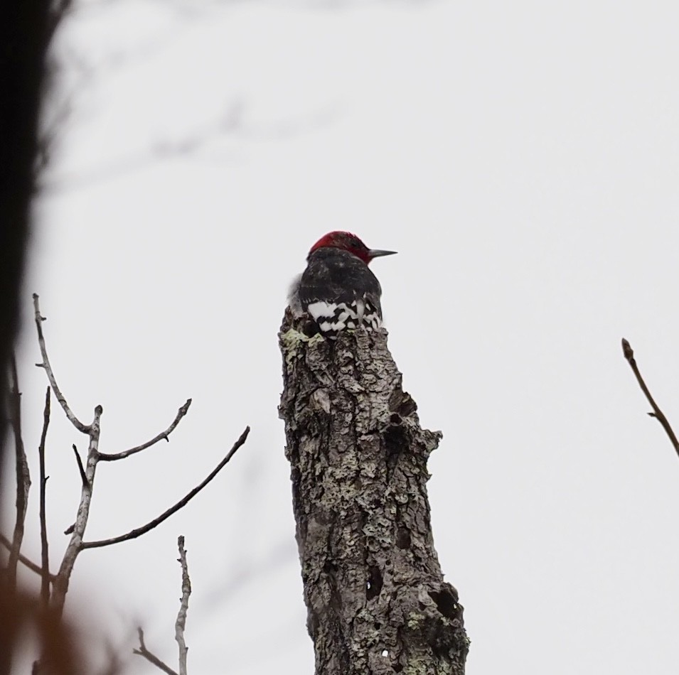 Red-headed Woodpecker - ML417750291