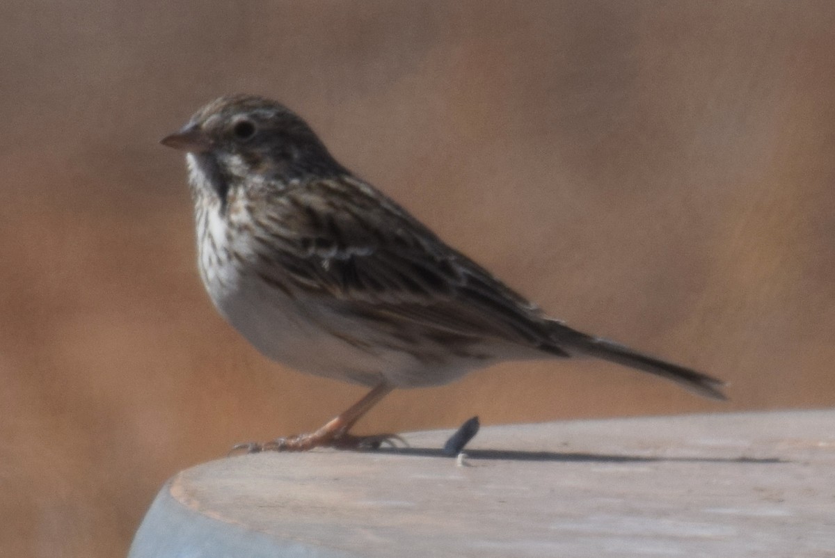 Vesper Sparrow - ML417754481
