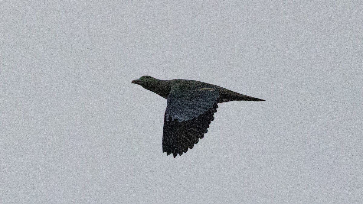 Large Green-Pigeon - Ng SH