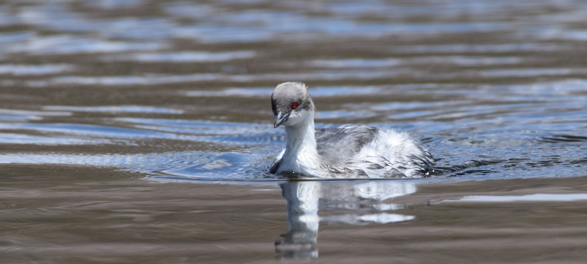 Silvery Grebe (Andean) - ML417761651