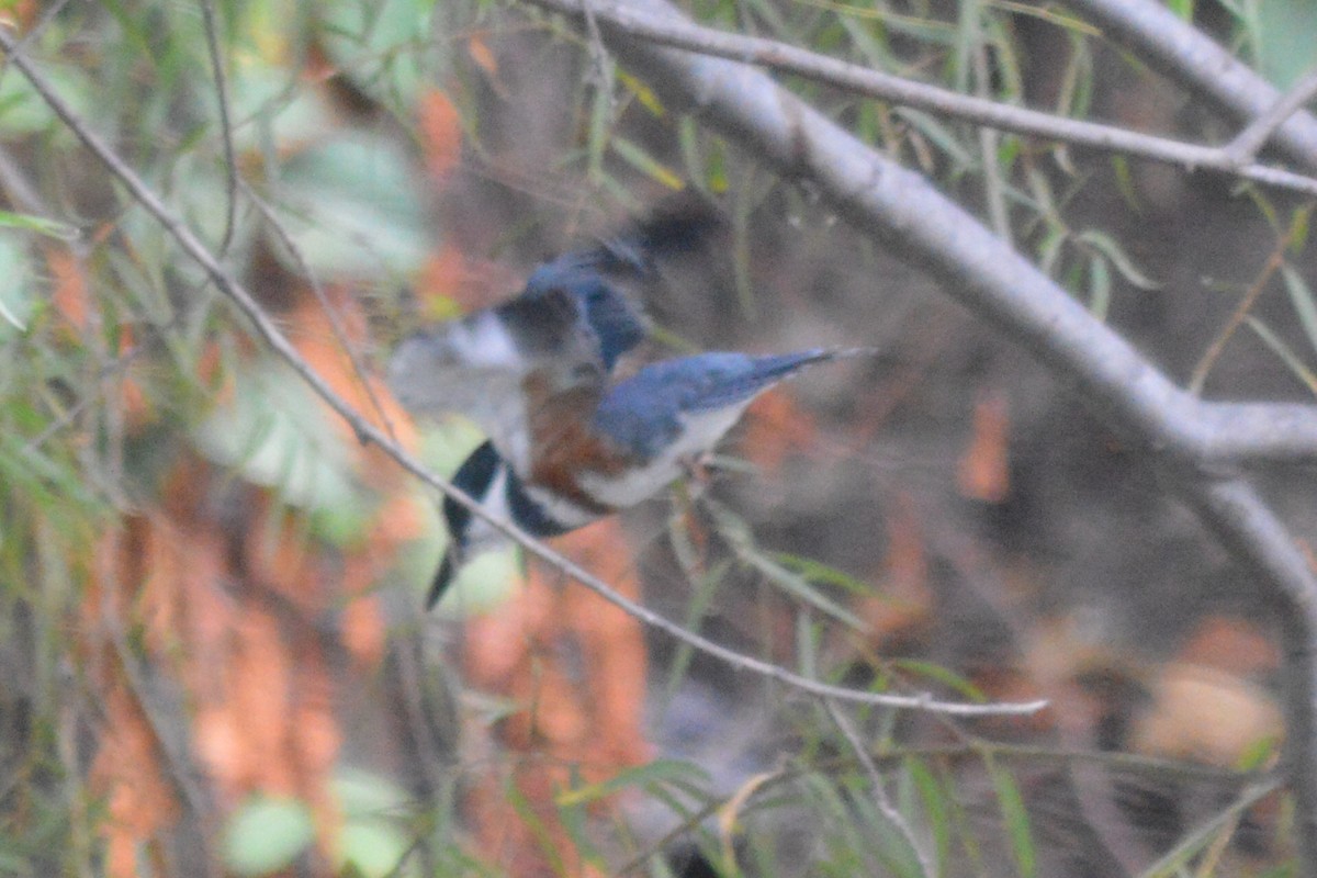 Belted Kingfisher - Carlos Mancera (Tuxtla Birding Club)