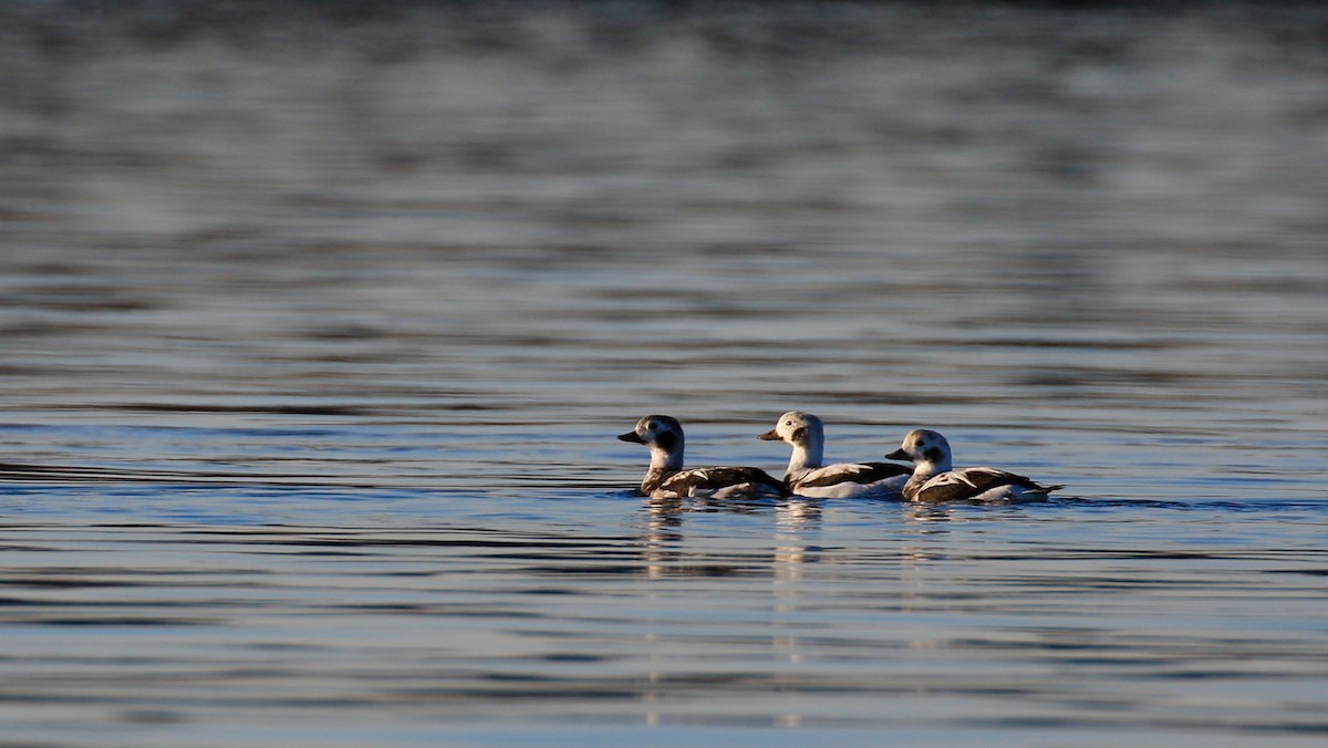 Long-tailed Duck - ML41776451