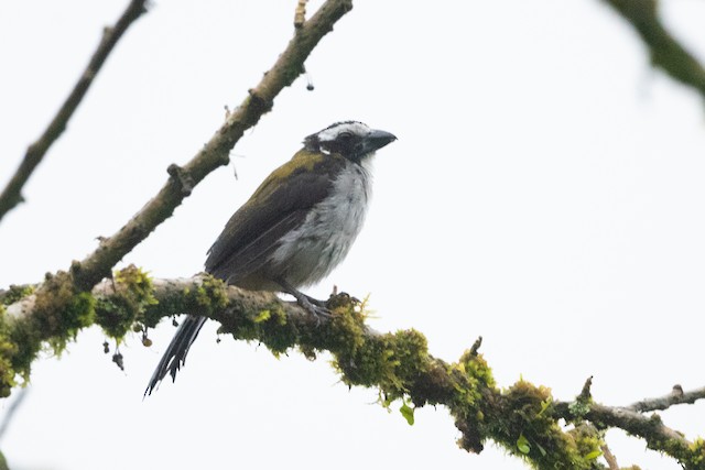 Black-winged Saltator