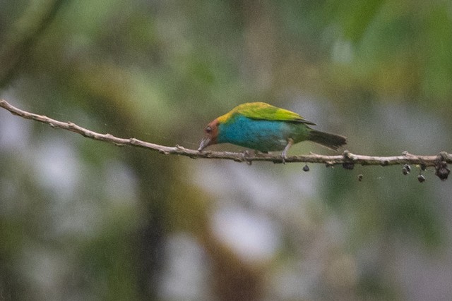 Bay-headed Tanager