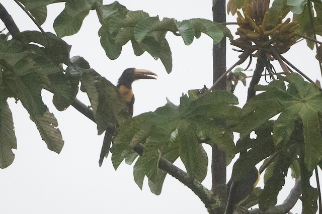 Pale-mandibled Aracari